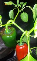 Лот: 13933874. Фото: 2. Семена Jalapeno (Халапеньо) Biker... Семена, рассада, садовые растения