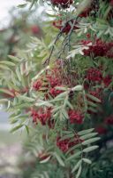Лот: 7150643. Фото: 5. Minolta AF 50 mm f/1.7 Портретник...