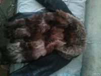 Лот: 8495796. Фото: 2. Мужская волчья шуба. Мужская одежда