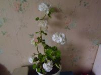 Лот: 19906945. Фото: 5. растение комнатное Герань белая