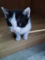 Лот: 25849003. Фото: 3. Котята. Растения и животные