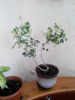 Лот: 6934138. Фото: 2. шеффлера пестрая, обмен. Комнатные растения и уход