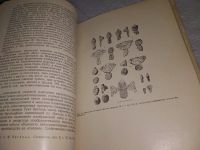 Лот: 18715621. Фото: 12. Ранние формы искусства. Сборник...