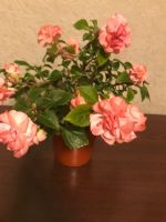 Лот: 19020244. Фото: 2. Бальзамины махровые срез. Комнатные растения и уход