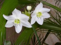 Лот: 3169314. Фото: 2. эухарис (амазонская лилия). Комнатные растения и уход