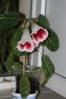 Лот: 3148253. Фото: 2. Глоксиния 20. Комнатные растения и уход