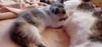 Лот: 20629549. Фото: 7. Котята