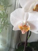 Лот: 11502325. Фото: 3. Орхидея фаленопсис “Darwin”. Читаем... Растения и животные