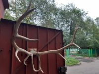 Лот: 14571572. Фото: 2. Рога. Охота