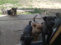 Лот: 13924359. Фото: 2. Щенки. Животные и уход