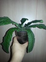 Лот: 8612953. Фото: 2. Стрептокарпус moonlit velvet. Комнатные растения и уход