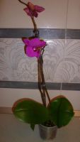 Лот: 5300907. Фото: 2. Орхидея фаленопсис F20(отцветает... Комнатные растения и уход