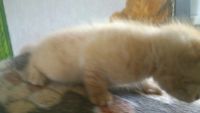 Лот: 7752520. Фото: 2. Рыжий котенок девочка 1 месяц... Животные и уход