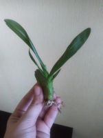 Лот: 8250424. Фото: 2. Орхидея Камбрия цвет сюрприз... Комнатные растения и уход