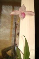 Лот: 4436053. Фото: 2. Орхидея пафилопедиум цветет.Delrosi. Комнатные растения и уход