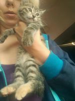 Лот: 11844527. Фото: 6. Котята