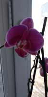 Лот: 20347825. Фото: 7. Орхидея фаленопсис