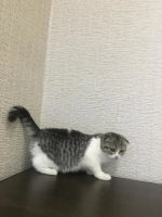 Лот: 10334158. Фото: 3. Вислоухая девочка. Растения и животные