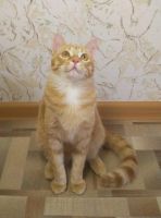 Лот: 7235020. Фото: 4. Котик Рыжик. Красноярск