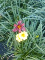 Лот: 9645092. Фото: 4. Саженец Лилейник. Красноярск