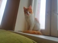 Лот: 21142623. Фото: 3. Робин - смешной рыжий котик ищет... Растения и животные