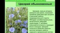 Лот: 10522524. Фото: 6. Мята и цикорий с Кавказа лечебный...