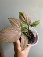 Лот: 25343889. Фото: 4. Сингониум Рэд Спот Триколор. Красноярск