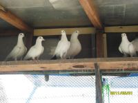 Лот: 10709855. Фото: 2. Белые почтовые голуби. Животные и уход