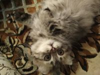 Лот: 11604509. Фото: 4. Котенок Шотландской вислоухой... Красноярск
