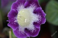 Лот: 2873637. Фото: 2. Глоксиния 16 (цветет). Комнатные растения и уход