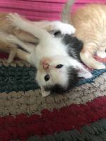 Лот: 19240694. Фото: 2. Котята в добрые руки. Животные и уход