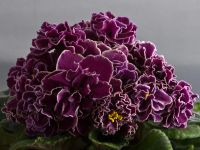 Лот: 6855685. Фото: 7. Фиалка ЕК-Магия Любви (Коршунова...