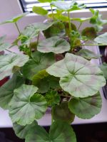 Лот: 20568759. Фото: 4. Пеларгония ВАЙТ ТО РОЗ. Красноярск