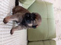 Лот: 24670105. Фото: 2. АГорыныч. Животные и уход