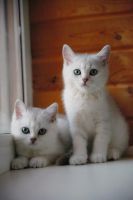 Лот: 5992868. Фото: 4. Британский котёнок (девочка 2... Красноярск