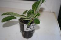 Лот: 4472813. Фото: 3. Глоксиния чисто белая махровая... Растения и животные