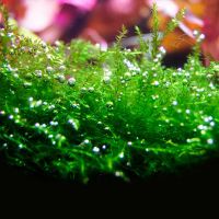 Лот: 15826636. Фото: 3. Мох Бабл (Moss sp. Bubble) изящный... Растения и животные