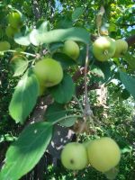 Лот: 19353449. Фото: 2. Ранетка. Продукты