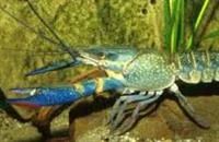 Лот: 3927369. Фото: 2. Австралийский красноклешневый... Аквариумистика