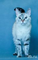 Лот: 9692982. Фото: 2. Кошка красавица в хорошие руки. Животные и уход