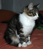 Лот: 20992705. Фото: 3. Кошечка, котенок, " сибирячка... Растения и животные