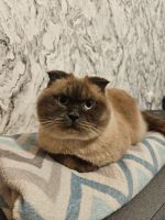 Лот: 25793941. Фото: 5. Шотландский вислоухий кот Честер