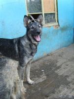 Лот: 1977528. Фото: 2. Сара, хорошая собака в добрые... Животные и уход