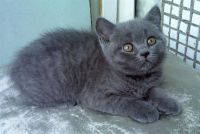 Лот: 1152170. Фото: 2. Британские голубые котятки. Животные и уход
