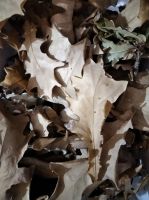 Лот: 24338929. Фото: 2. Листья дуба 15 гр. (10-20 листов... Аквариумистика