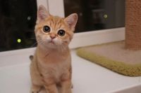 Лот: 6359929. Фото: 2. Золотая зеленоглазая британочка. Животные и уход