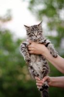 Лот: 14289459. Фото: 3. Котята (мальчики). Растения и животные