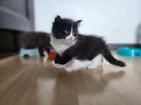 Лот: 25665310. Фото: 4. Очаровательные котята. Красноярск