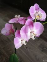 Лот: 13529432. Фото: 2. Орхидея 3. Комнатные растения и уход