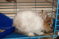 Лот: 1636892. Фото: 2. декоративный кролик со всеми причендалами. Животные и уход